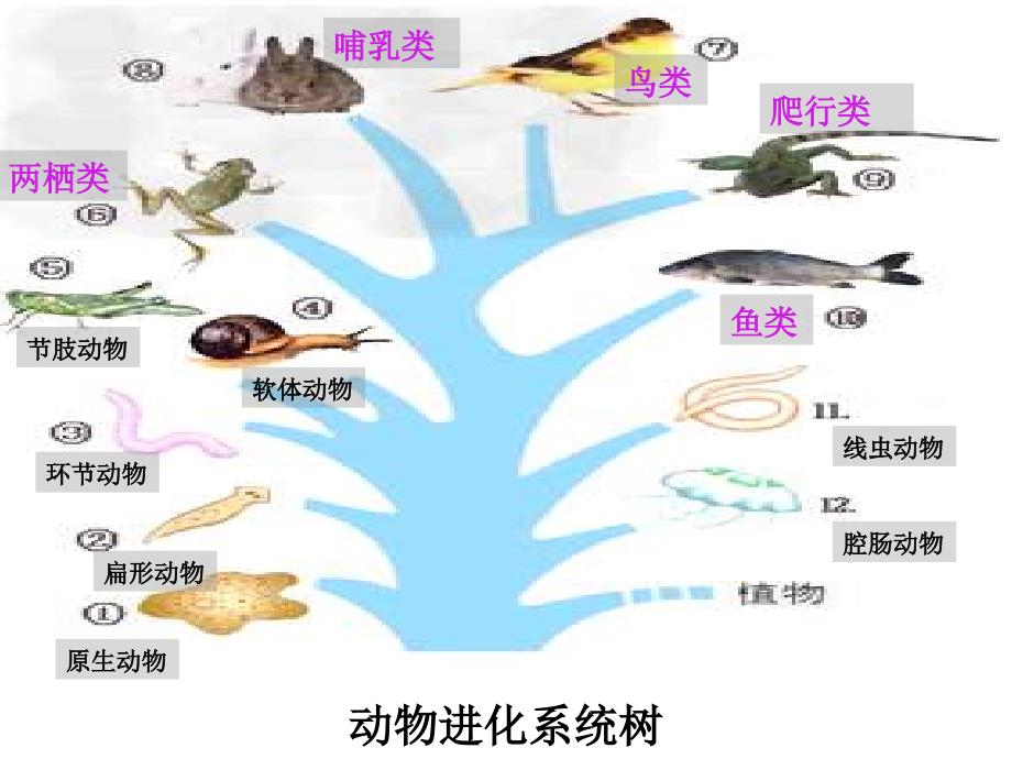 第22章-第4节-动物的主要类群ppt课件(第2课时)_第2页