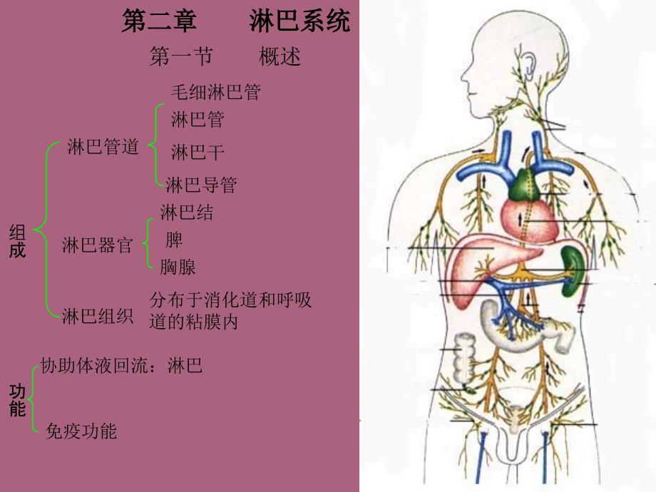 二章淋巴系统ppt课件_第1页