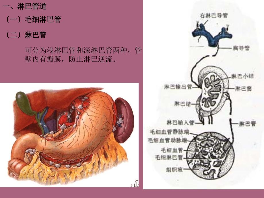 二章淋巴系统ppt课件_第2页