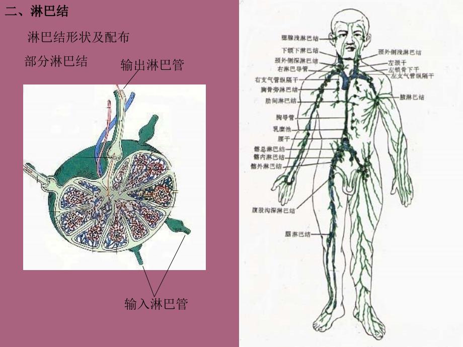 二章淋巴系统ppt课件_第4页