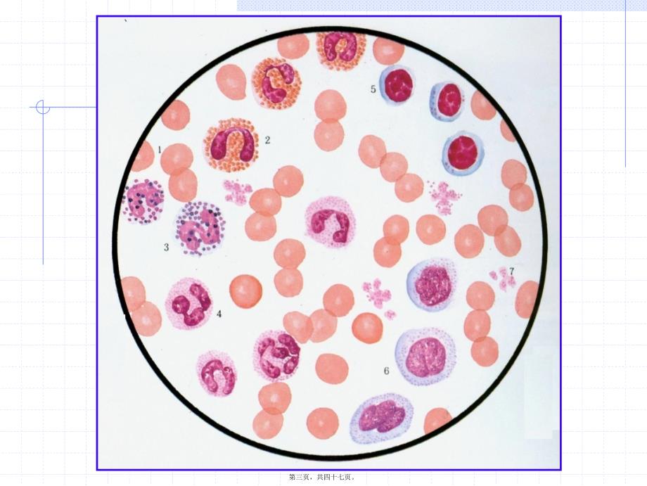 医学专题—组织胚胎学-血液及血细胞的发生_第3页