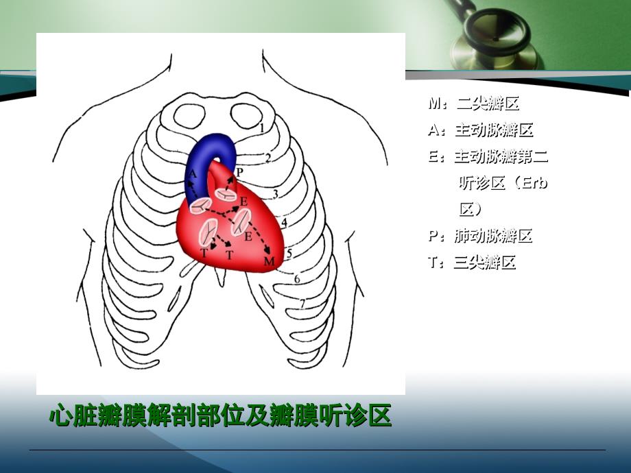 诊断学基础-心脏检查~_第3页