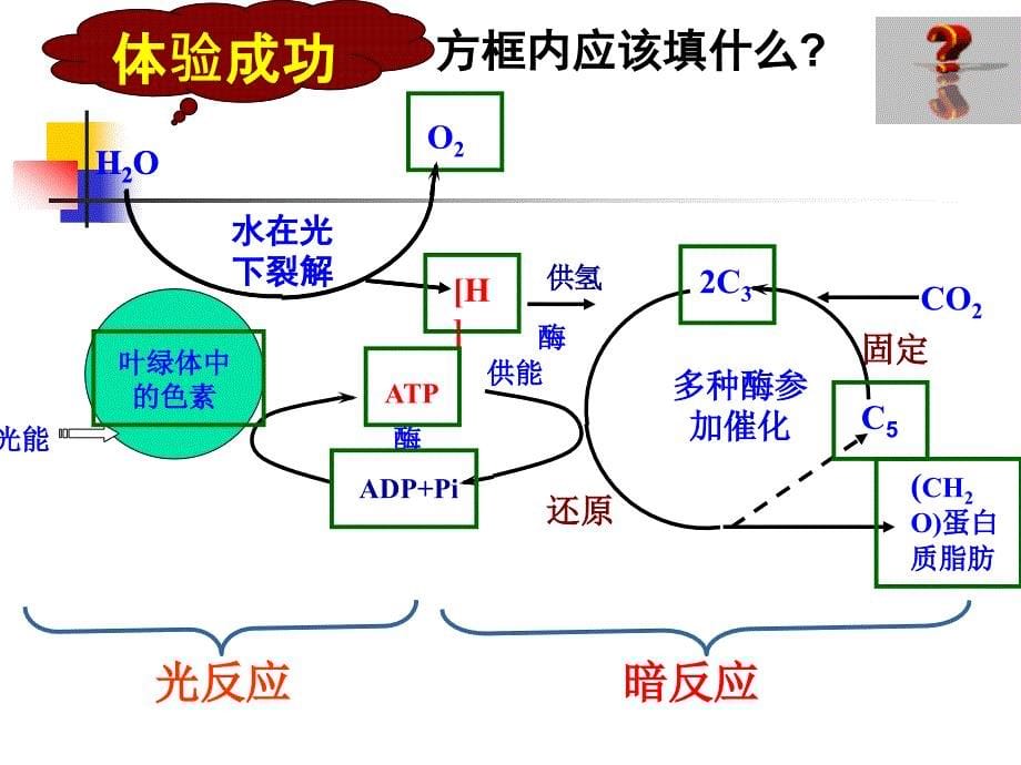 生物能量之源光与光合作用课件新人教版必修_第5页