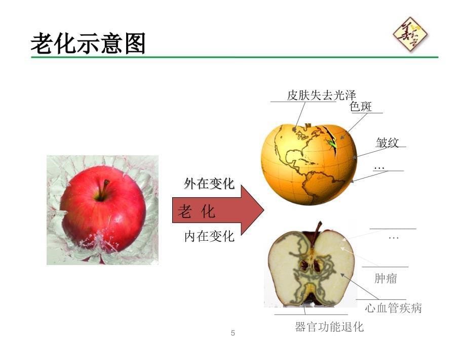 《灵芝孢子油》PPT课件.ppt_第5页