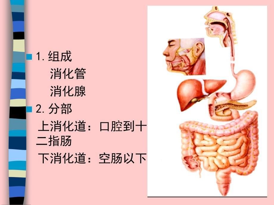 胃及十二指肠黏膜的保护因素与损伤因素失调是PU主要原因课件_第5页