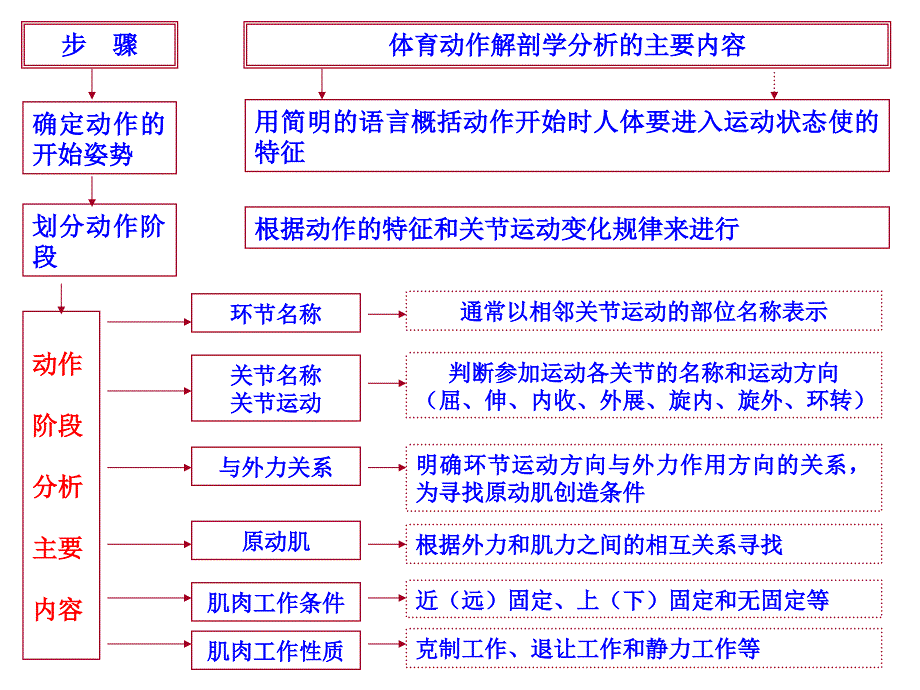 运动解剖学：21 技术动作的解剖学分析 (二)_第3页