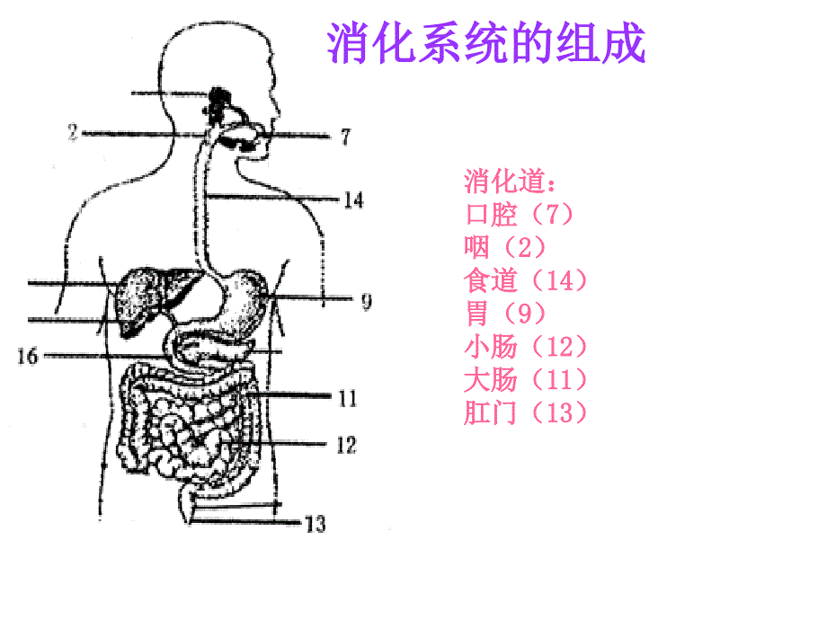 消化和吸收_第4页