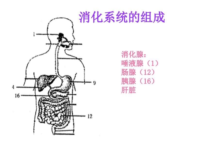 消化和吸收_第5页