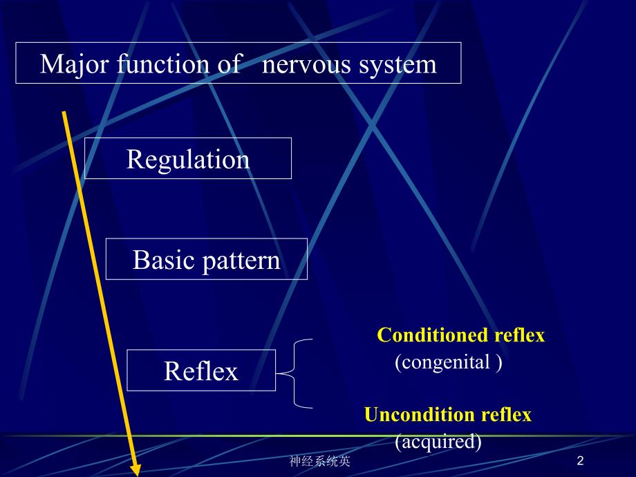 神经系统英课件_第2页