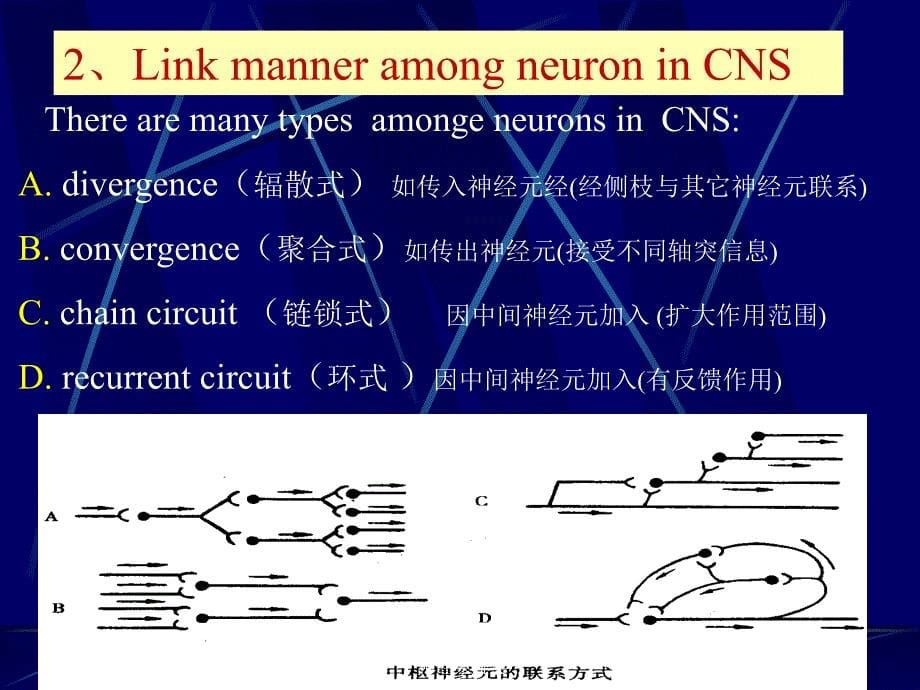 神经系统英课件_第5页