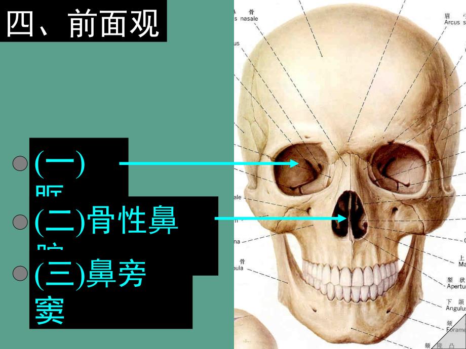 四前面观ppt课件_第1页
