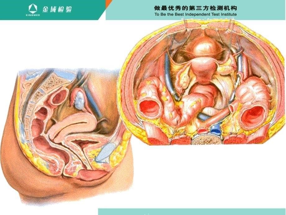 最新妇女常见病的预防和保健PPT文档_第5页