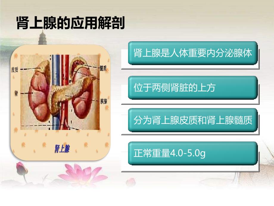 腹腔镜下肾上腺嗜铬细胞瘤切除术课件_第4页