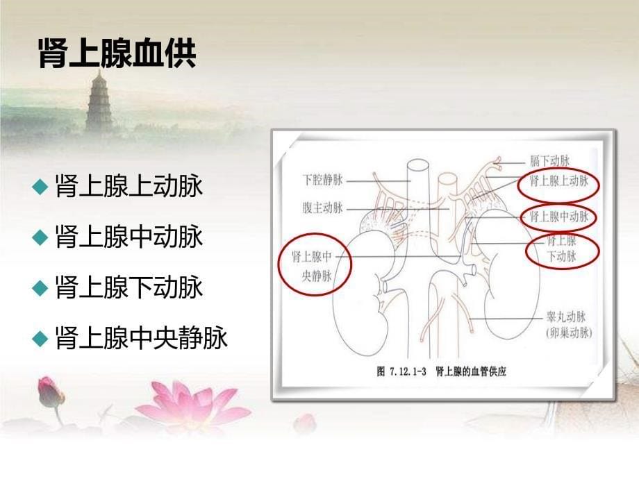 腹腔镜下肾上腺嗜铬细胞瘤切除术课件_第5页