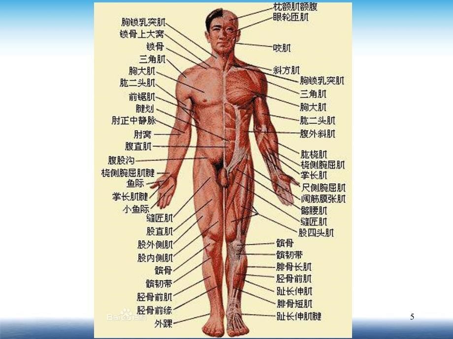 人体解剖学肌肉课件_第5页