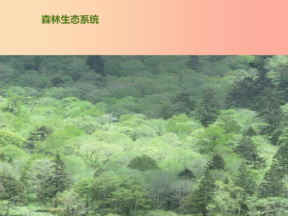 2019年七年级生物上册 2.3 生物圈是最大的生态系统课件1 新人教版.ppt_第3页