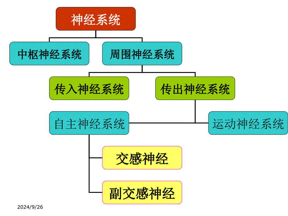 生理药理学教学资料汇编：6传出神经系统总论_第3页