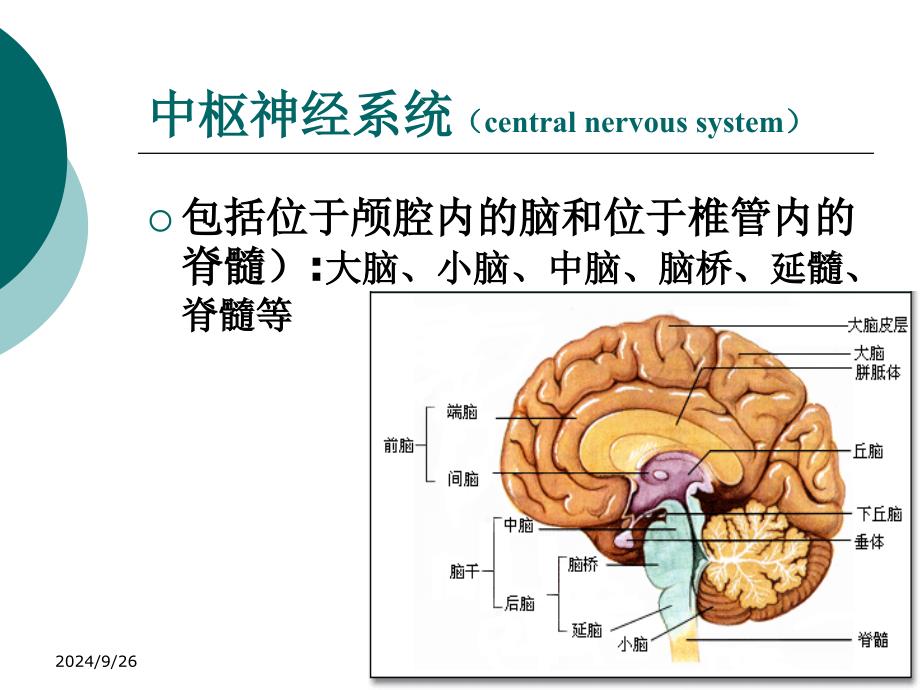 生理药理学教学资料汇编：6传出神经系统总论_第4页