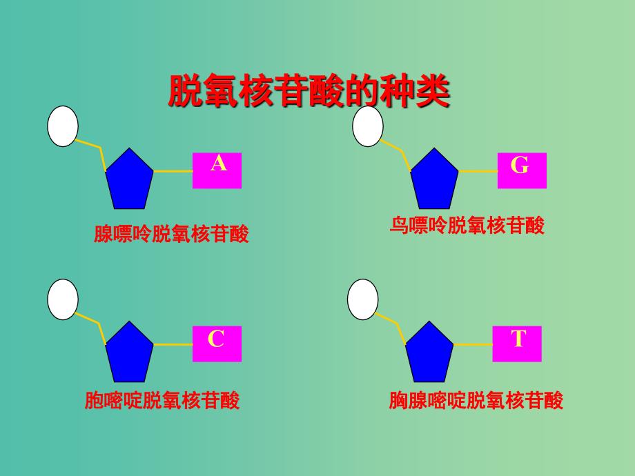 高中生物 专题3.2 DNA的结构同步精品课件 新人教版必修2.ppt_第3页