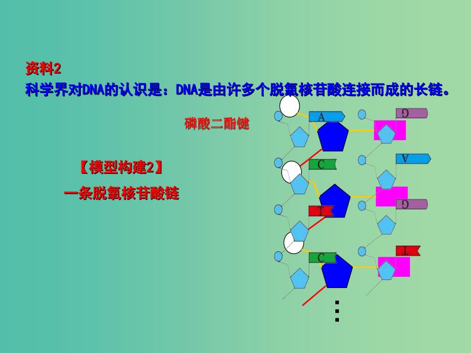 高中生物 专题3.2 DNA的结构同步精品课件 新人教版必修2.ppt_第4页