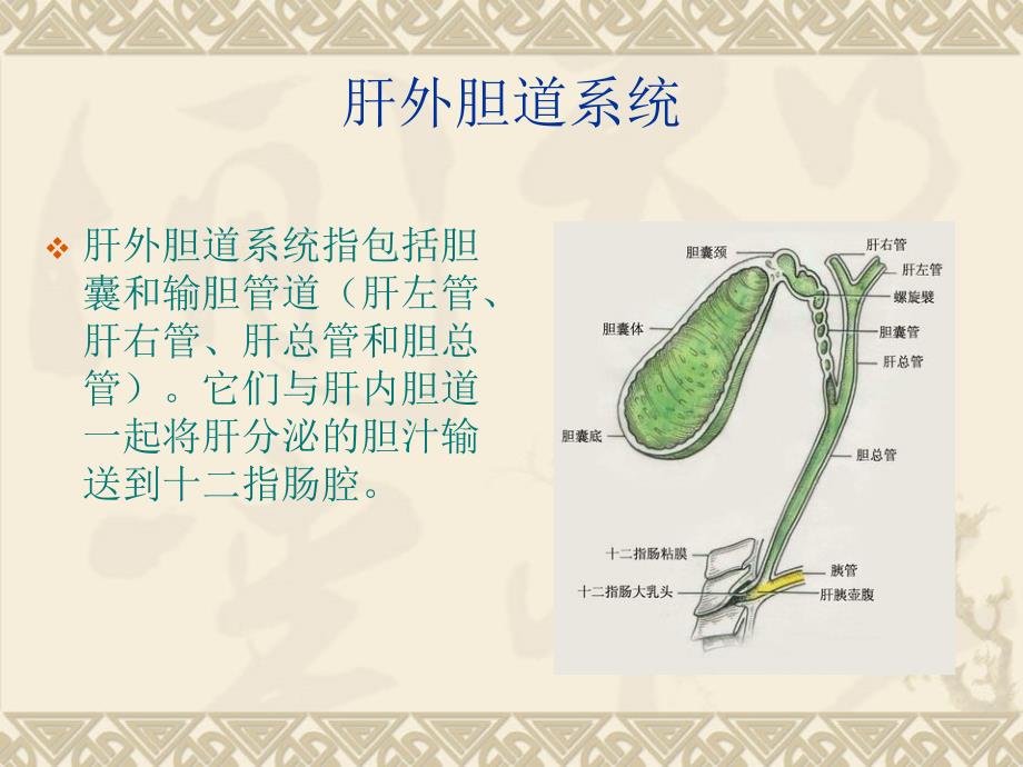 肝外胆道系统_第2页