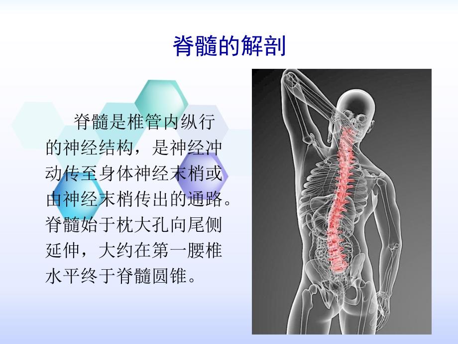 脊髓解剖及硬脊膜动静脉瘘PPT课件_第2页