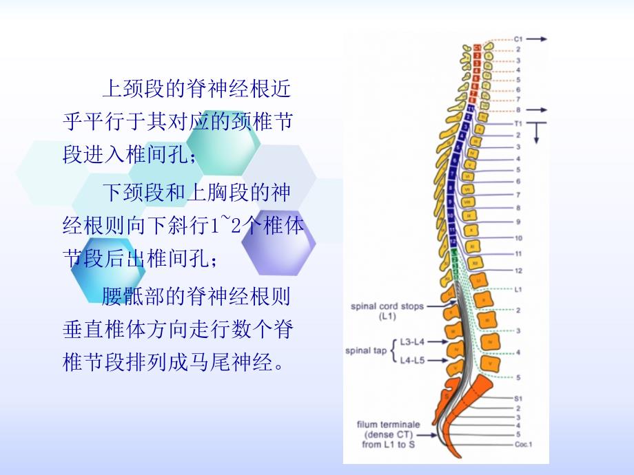 脊髓解剖及硬脊膜动静脉瘘PPT课件_第3页