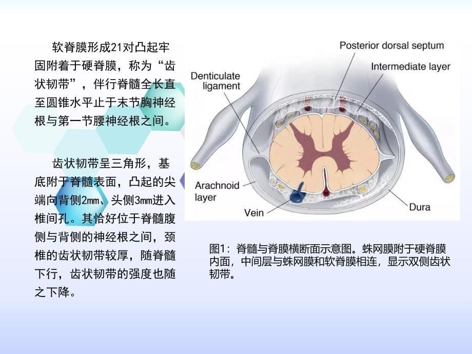 脊髓解剖及硬脊膜动静脉瘘PPT课件_第5页