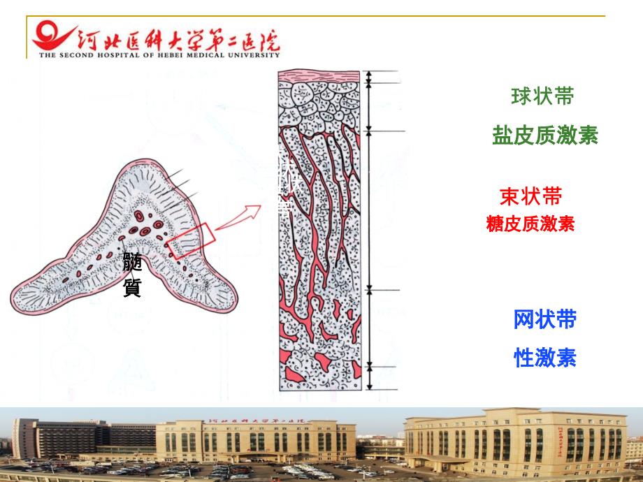 糖皮质激素但的临床应用张会丰教授ppt课件_第3页