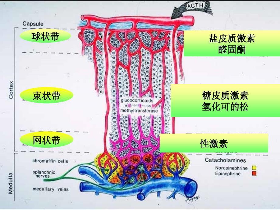 糖皮质激素但的临床应用张会丰教授ppt课件_第4页