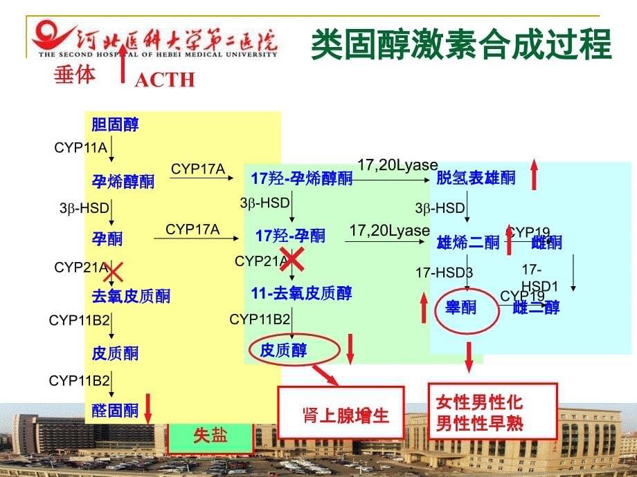 糖皮质激素但的临床应用张会丰教授ppt课件_第5页