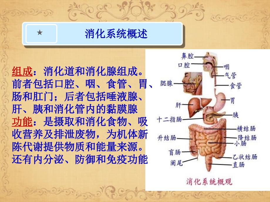 消化系统疾病护理常规文档资料_第1页