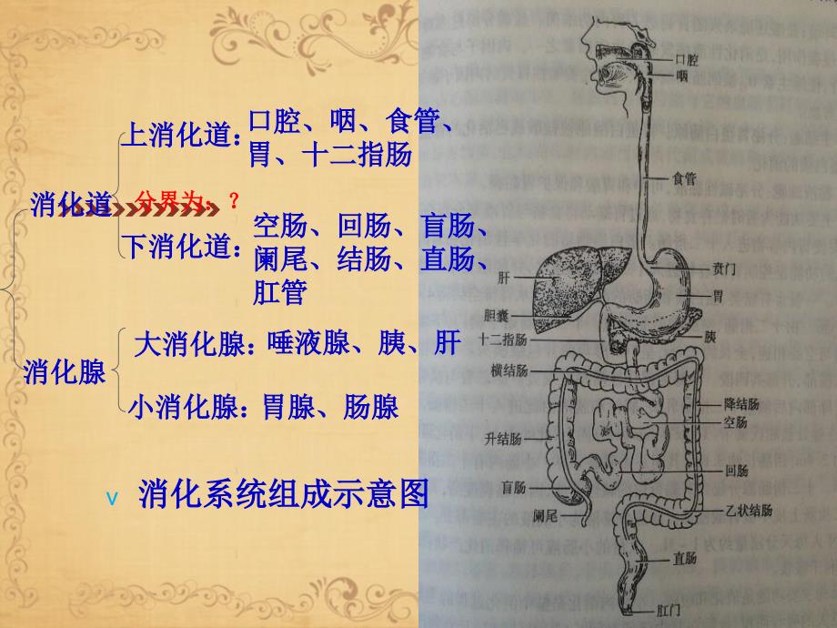 消化系统疾病护理常规文档资料_第2页