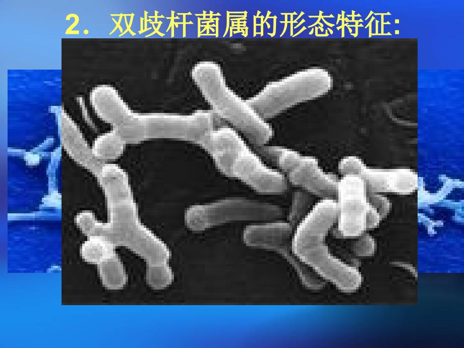 优质文档大天然赐赉人类的安康瑰宝双岐杆菌_第3页