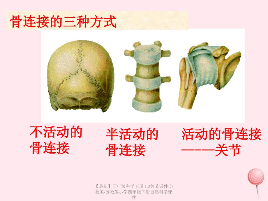 最新四年级科学下册1.2关节课件苏教版苏教版小学四年级下册自然科学课件_第3页