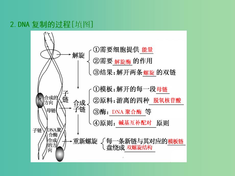 高中生物 第3章 第3、4节 DNA的复制 基因是有遗传效应的DNA片段课件 新人教版必修2.ppt_第4页