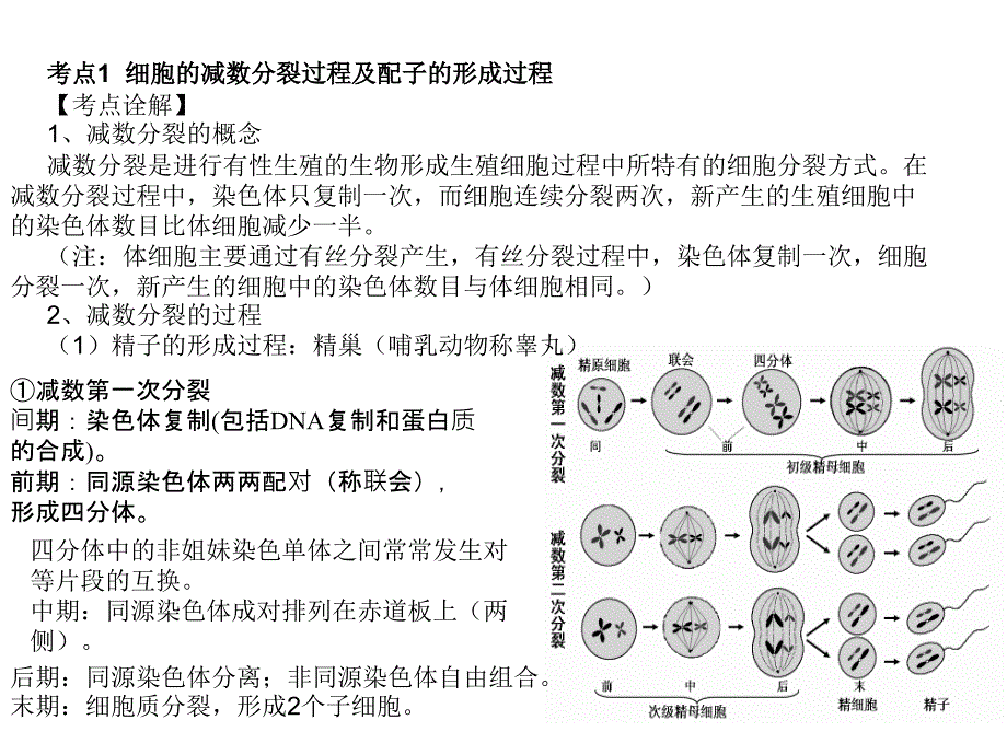 高二生物遗传的细胞基础ppt课件_第2页