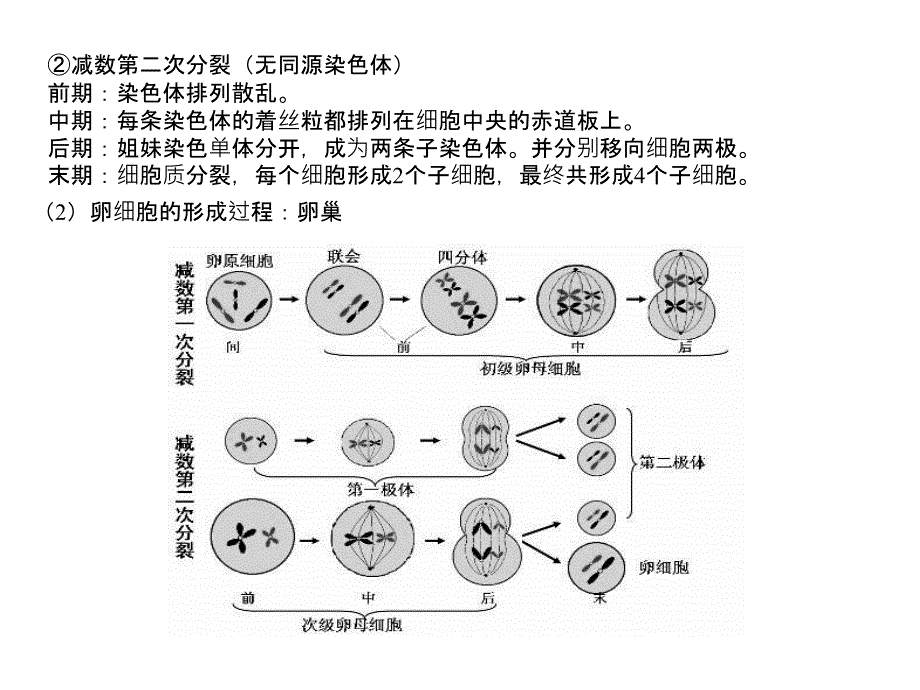 高二生物遗传的细胞基础ppt课件_第3页