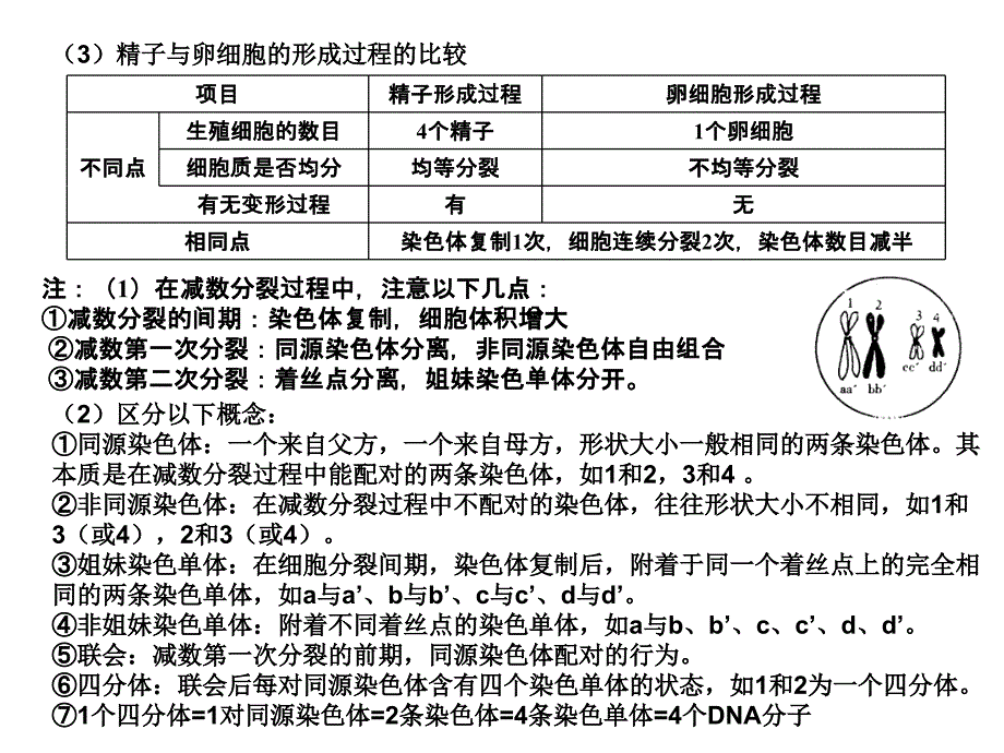 高二生物遗传的细胞基础ppt课件_第4页