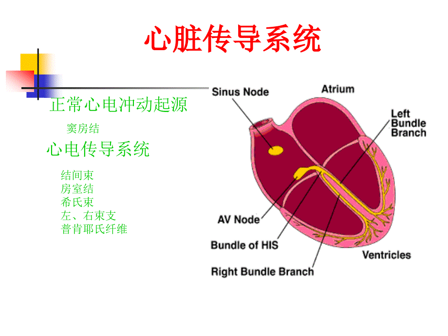 第版内科学心律失常概述 ppt课件_第3页