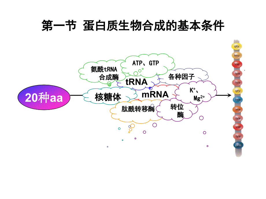 生物化学-蛋白质的生物合成课件_第3页