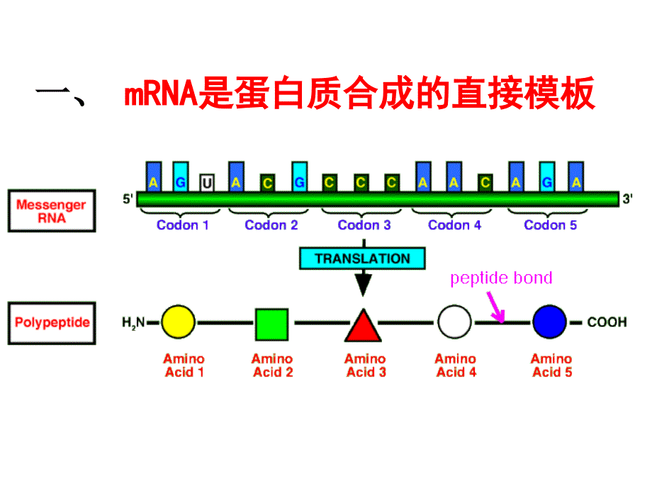 生物化学-蛋白质的生物合成课件_第4页