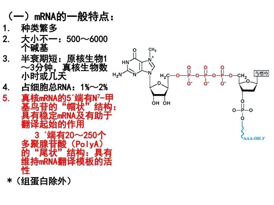 生物化学-蛋白质的生物合成课件_第5页