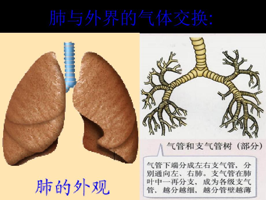 七年级生物下册第三章第二节发生在肺内的气体交换ppt课件_第2页