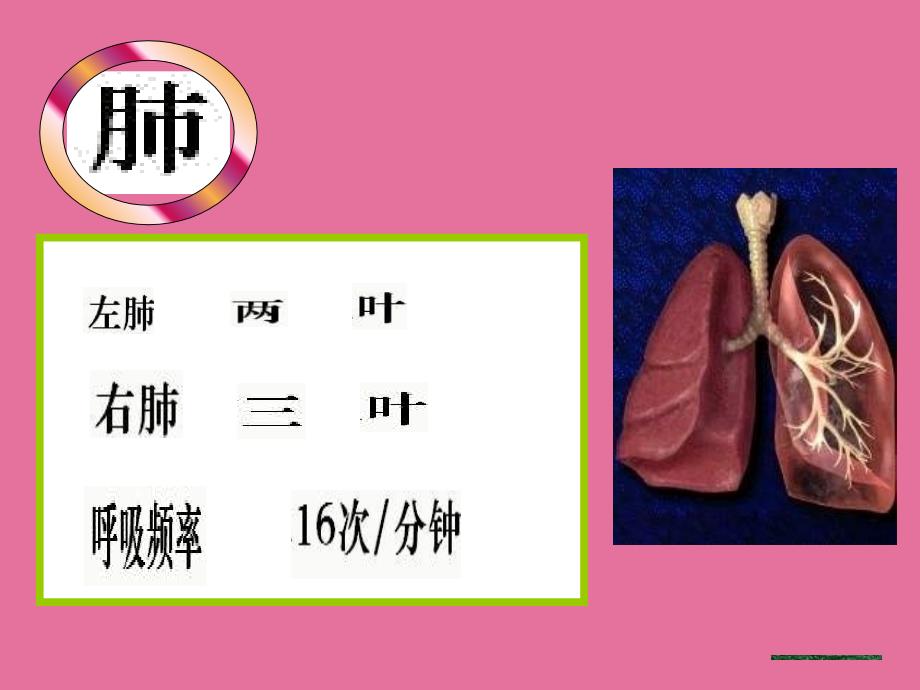 七年级生物下册第三章第二节发生在肺内的气体交换ppt课件_第3页