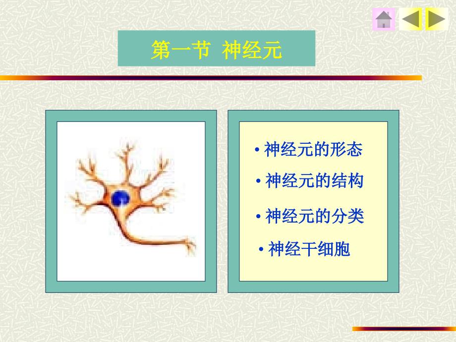 组织学与胚胎学课件第5章神经组织_第4页