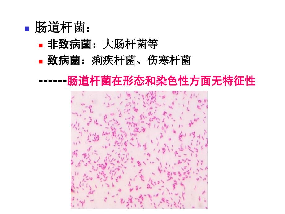 临床班医学微生物学实验七 肠道微生物感染的病原学诊断——粪便检查（1）_第2页