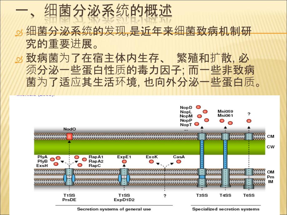 细菌III型分泌系统.ppt_第3页