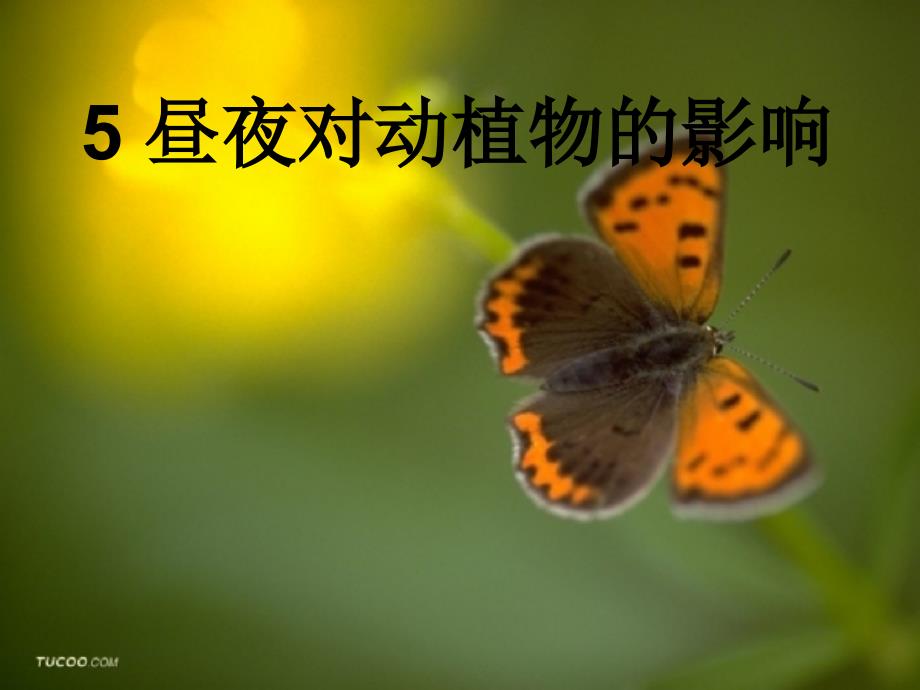 小学科学苏教版五年级上册——昼夜对动植物的影响_第1页