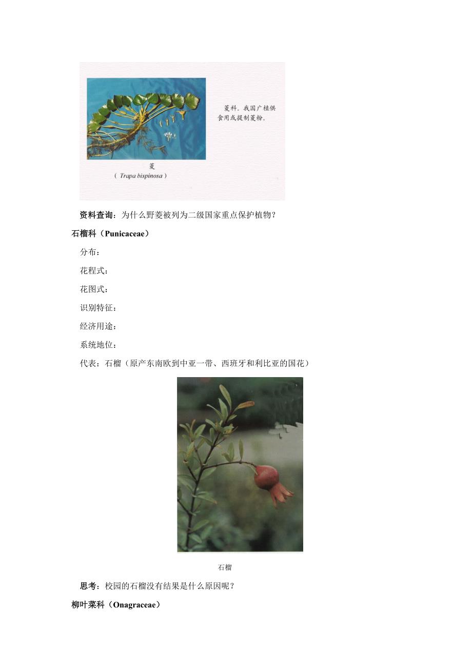 第八章5-2蔷薇亚纲.doc_第4页